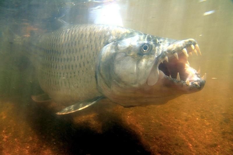 Tiger Fish in Tanzania