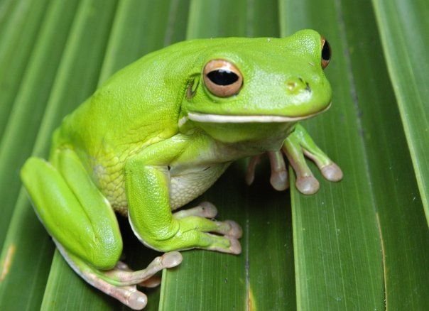 Tree Frog in Tanzania