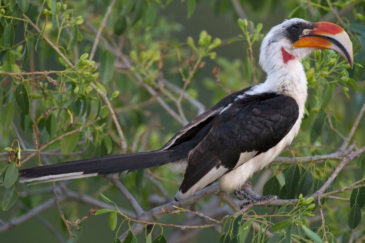 Von der Decken's Hornbill in Tanzania in Tanzania