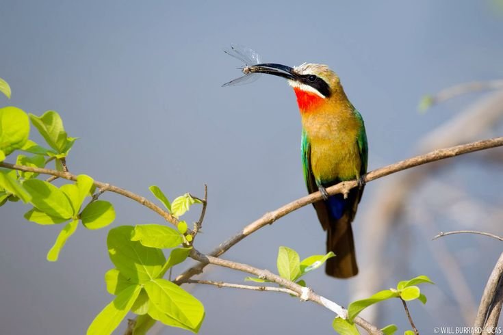 White-fronted Bee-eater in Tanzania