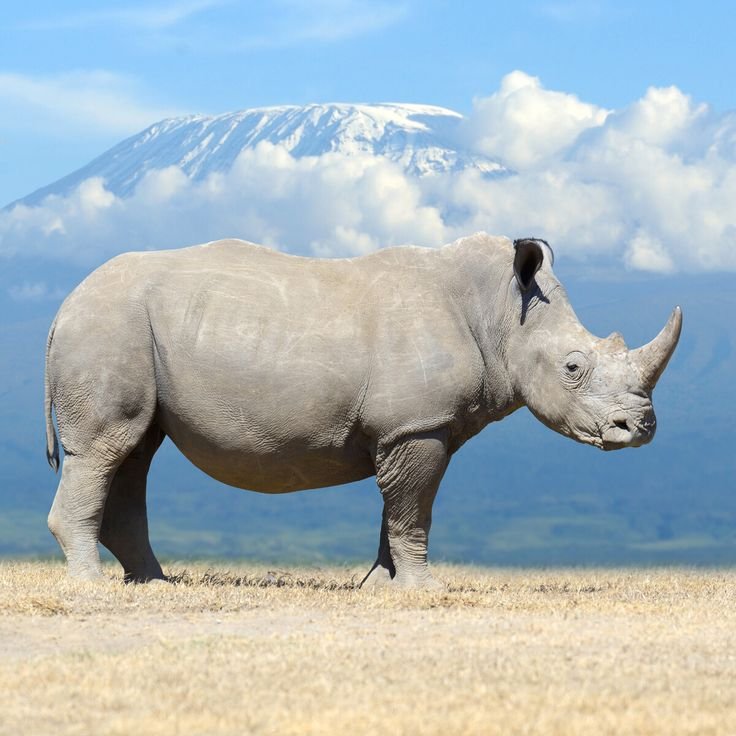 White Rhinoceros in Tanzania