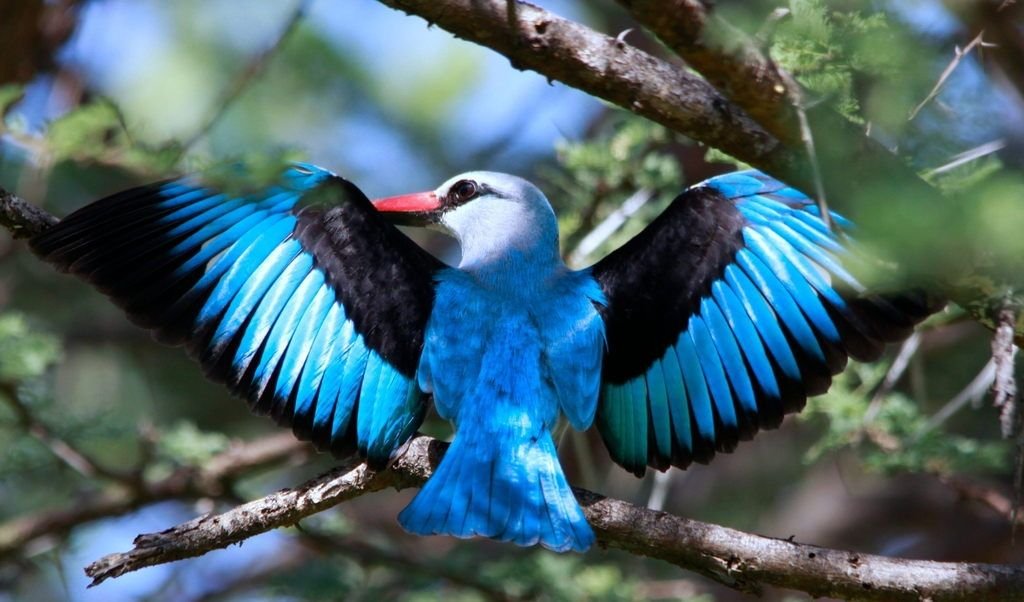 Woodland Kingfisher in Tanzania