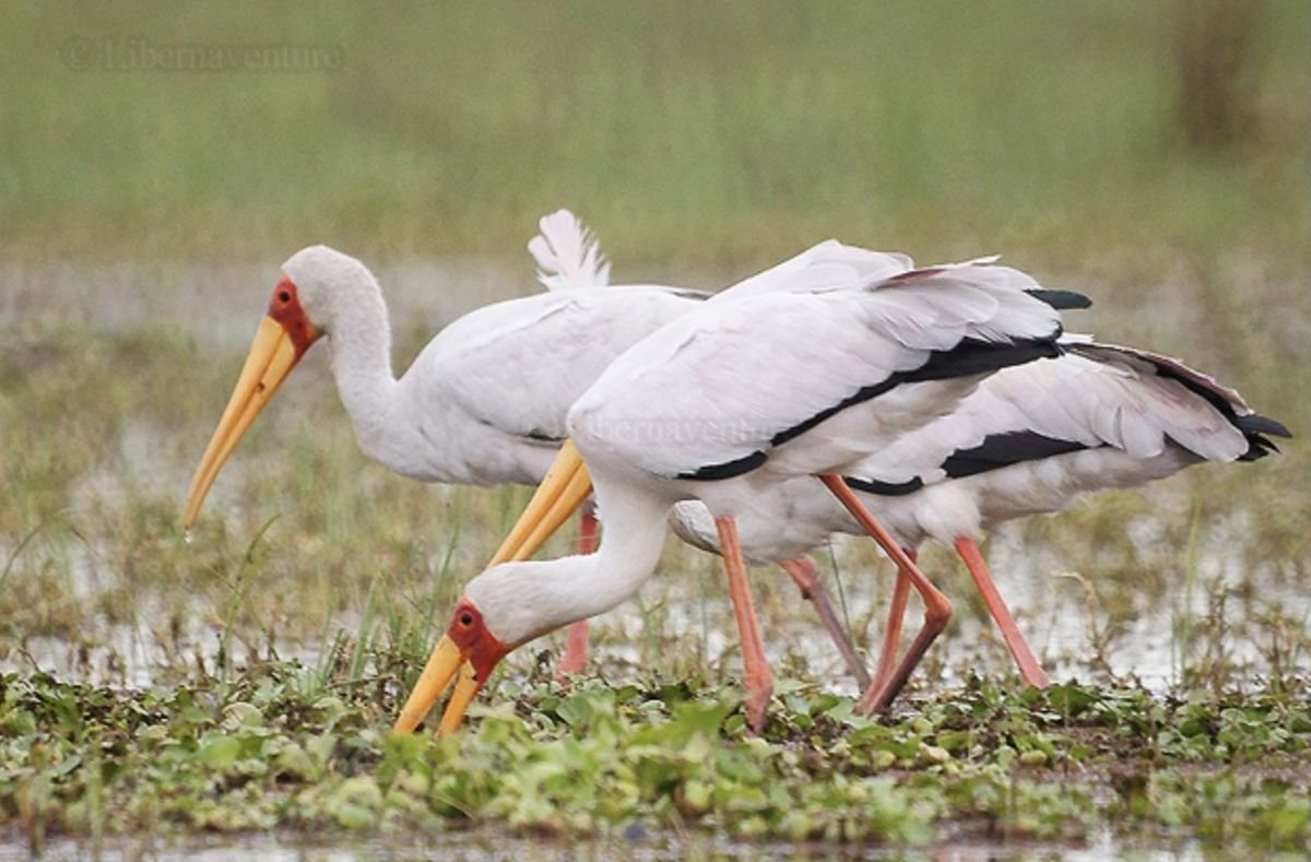 Yellow-billed Stork in Tanzania