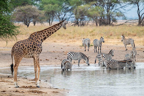 Saanane Island National Park