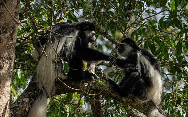 Gombe Stream National Park