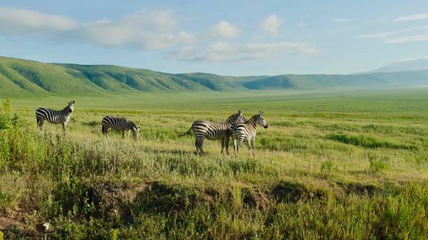 Ngorongoro Conservation Area