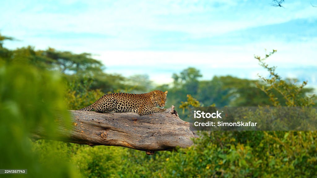 Ngorongoro Crater