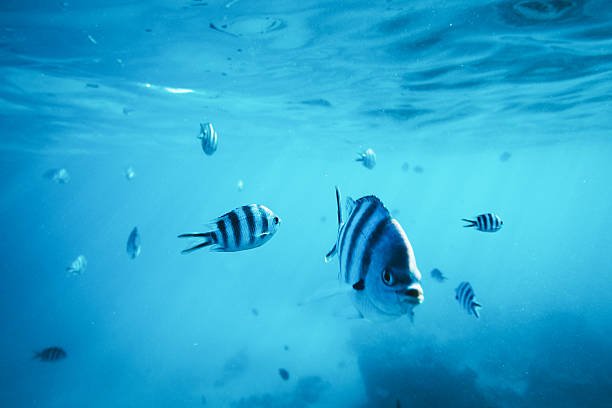 Mnemba Island Diving
