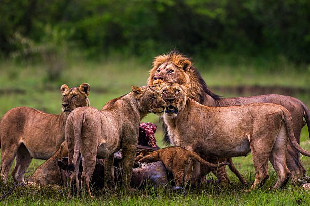 Tarangire National Park
