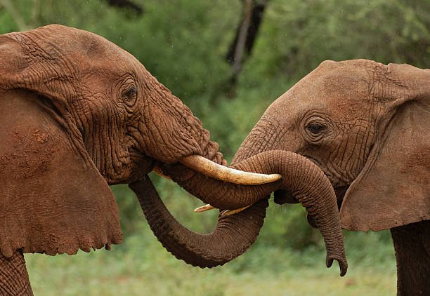 Arusha National Park