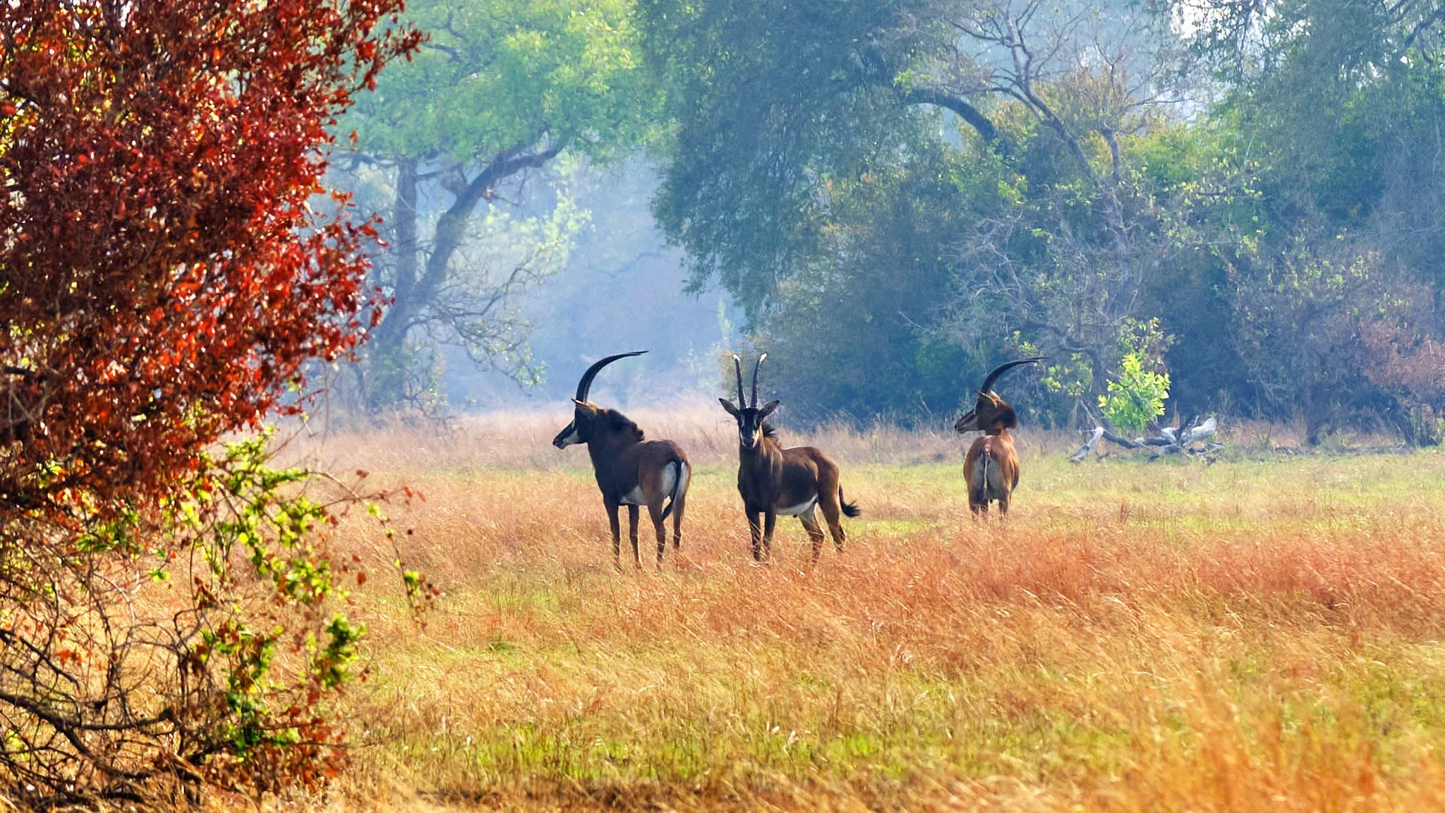 Ugalla River National Park Tanzania pristine miombo wilderness