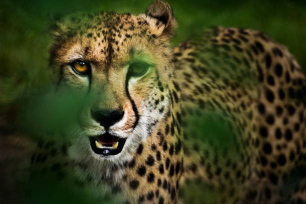 Ruaha National Park