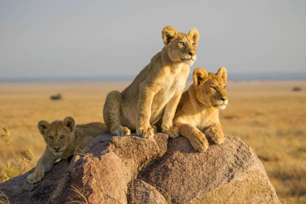 Nyerere National Park