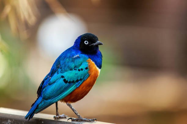 Udzungwa Mountains National Park