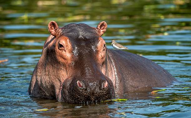 Hippopotamus in a river pool in Serengeti National Park Tanzania