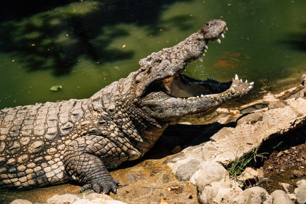 Nile crocodile basking on a riverbank in Serengeti Tanzania