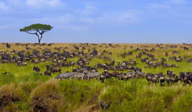 Wildebeest crossing Mara River during Great Migration in Serengeti Tanzania