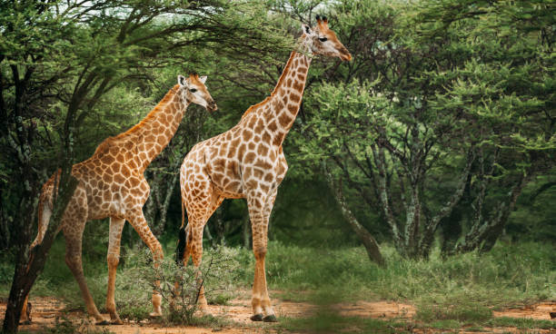Central Serengeti Seronera landscape with acacia trees and wildlife Tanzania