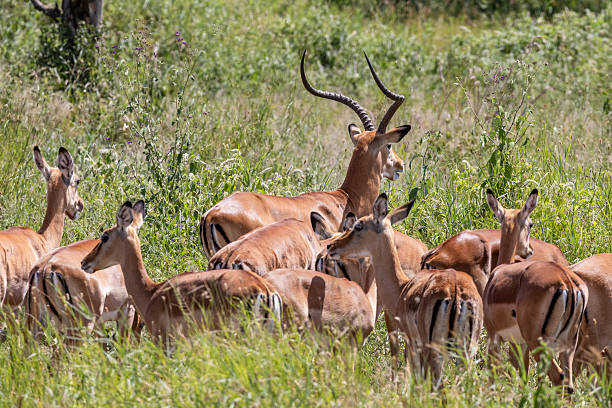 Northern Serengeti Kogatende rolling hills and Mara River Tanzania