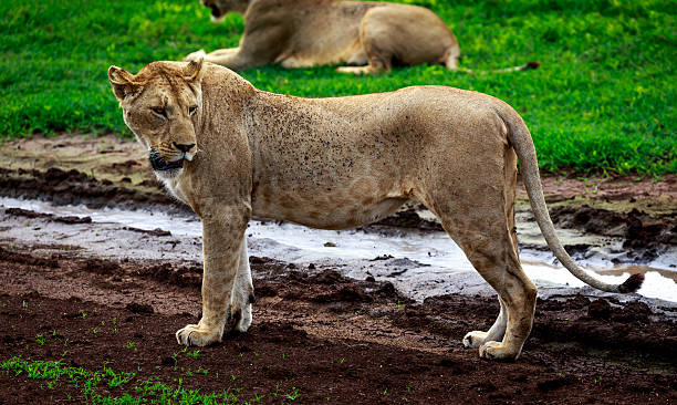 Western Corridor Grumeti River Serengeti Tanzania