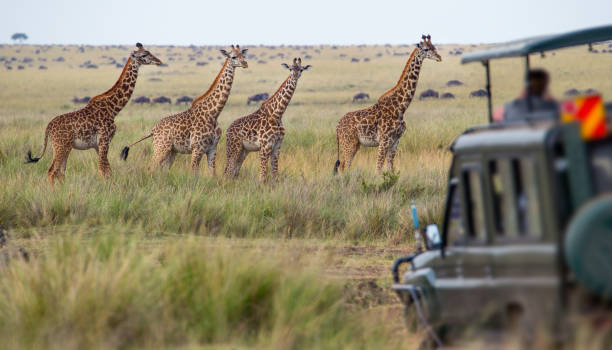 Safari budget planning with map and binoculars for Serengeti trip