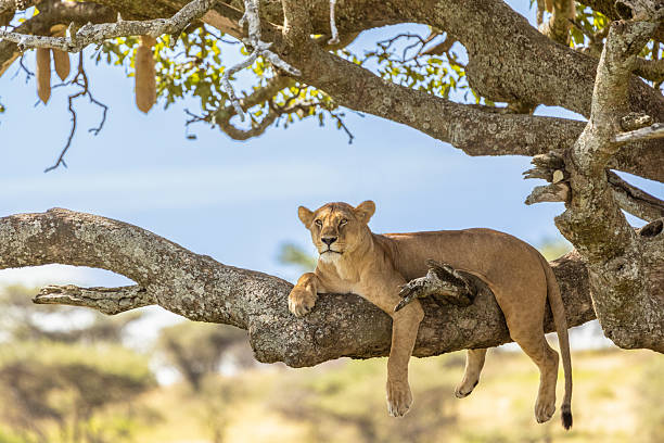 African wildlife safari comparison between different parks Tanzania Kenya