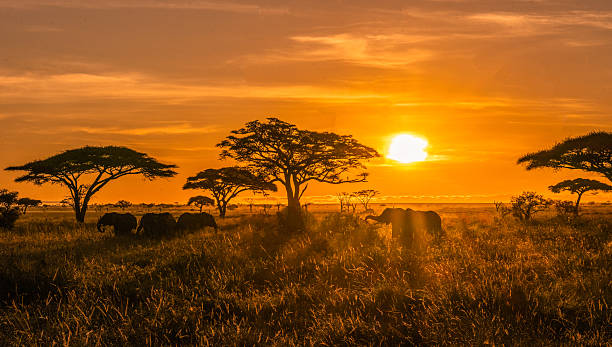 Wildebeest migration aerial view Serengeti photography