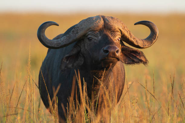 Elephant herd at dawn Serengeti National Park photography