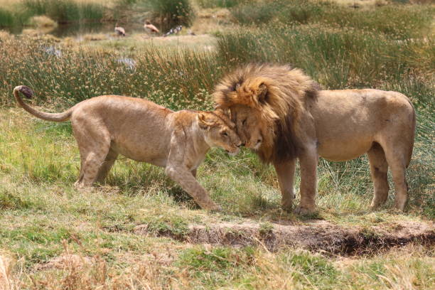 Romantic safari couple watching sunset over Serengeti plains Tanzania