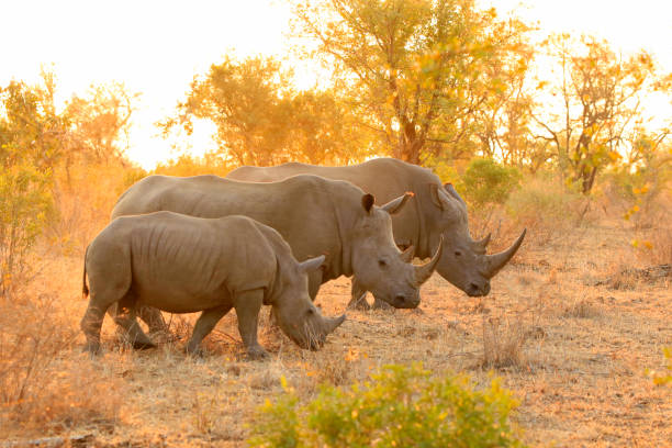 African elephant conservation in Serengeti National Park Tanzania