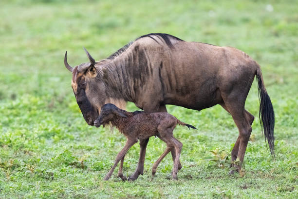 Wildebeest herd during the Great Migration in Serengeti Tanzania