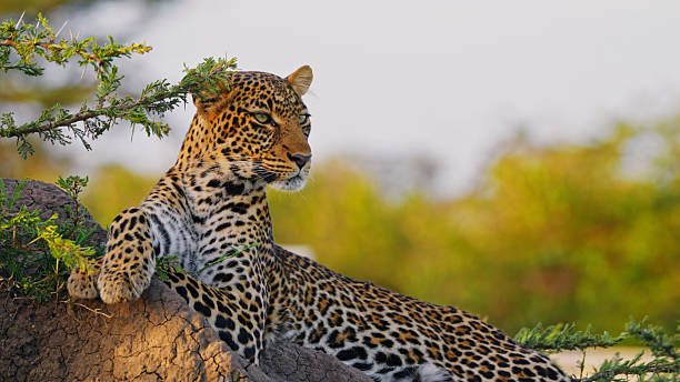 Leopard resting on an acacia tree branch in Serengeti Tanzania