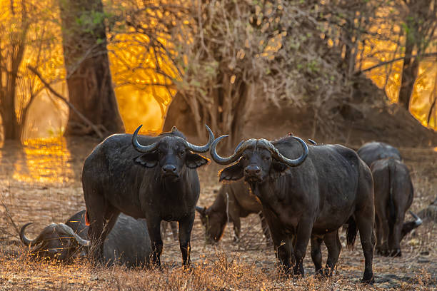 Buffalo herd grazing in Serengeti National Park Tanzania