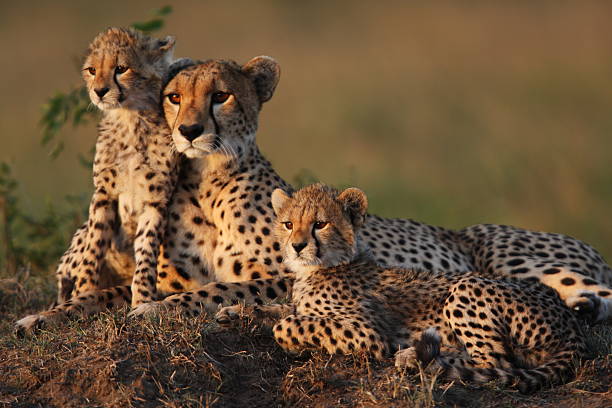Cheetah running across the Serengeti plains Tanzania