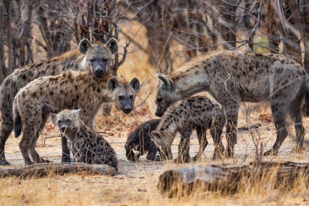 Spotted hyena in Serengeti National Park Tanzania
