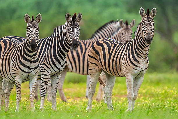 Plains zebras grazing in Serengeti National Park Tanzania