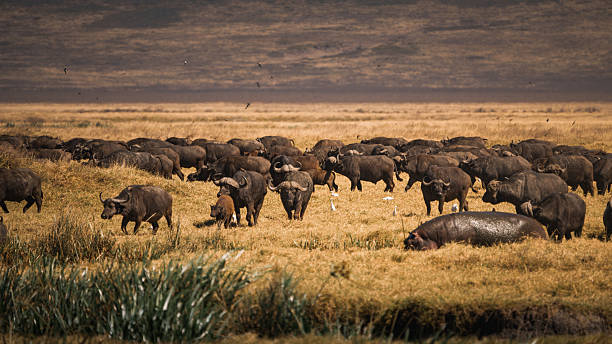Ngorongoro Crater wildlife