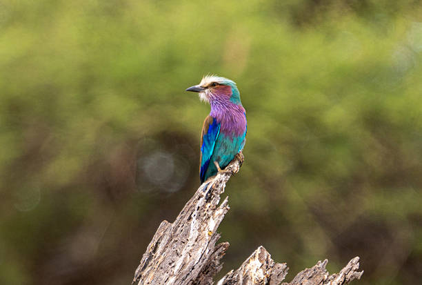 Kilimanjaro trekking