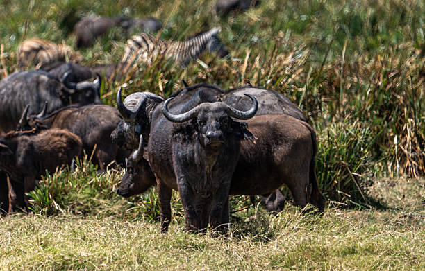 Cape buffalo Ngurdoto Crater Arusha National Park