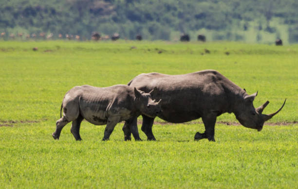 Kilimanjaro trekking