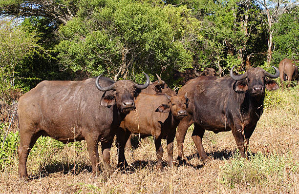 Kilimanjaro Marangu Route view