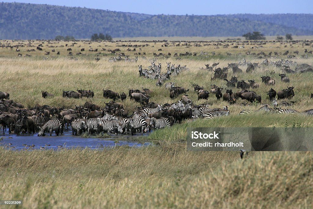 Kilimanjaro trekking