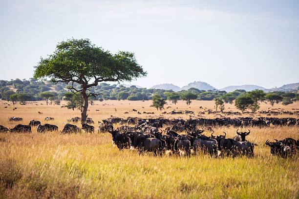 Kilimanjaro trekking