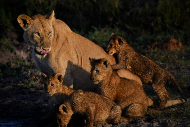 Kilimanjaro scenic trail