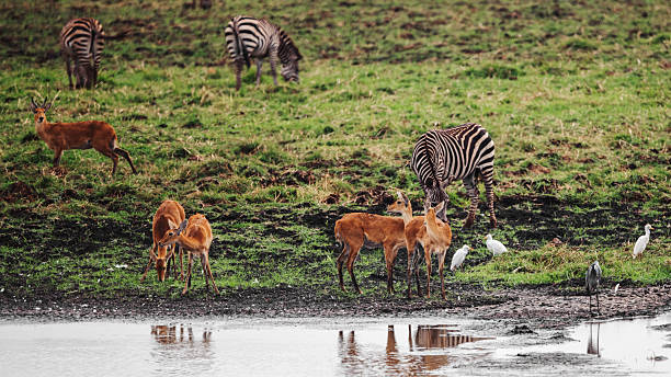 Kilimanjaro scenic trail