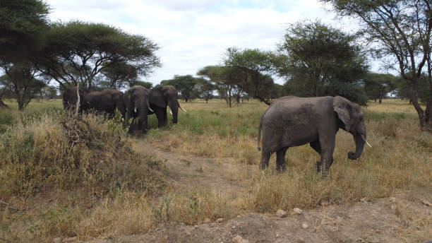 Kilimanjaro scenic trail