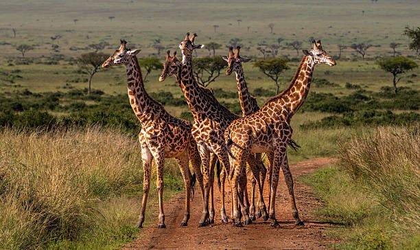 Giraffe - Giraffa camelopardalis