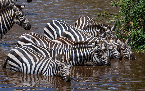 Kilimanjaro trekking