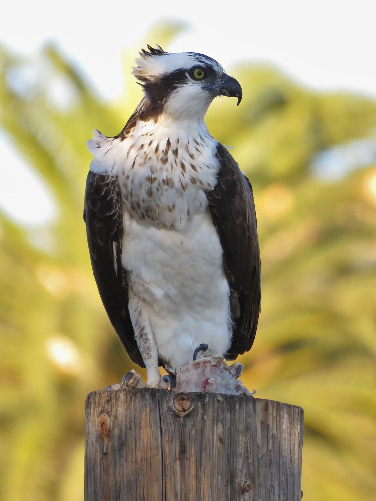 Osprey