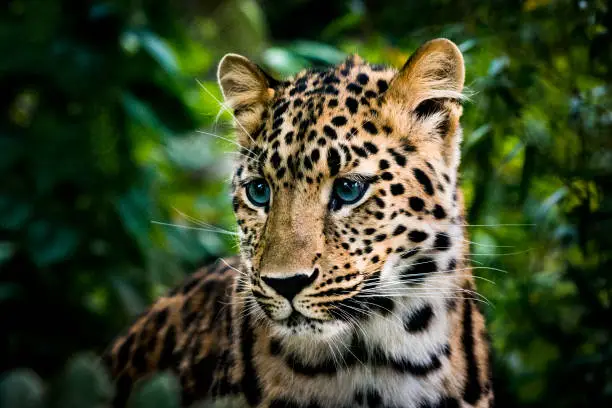 Discover Tanzania's Wild Heart — Serengeti, Ngorongoro & Beyond